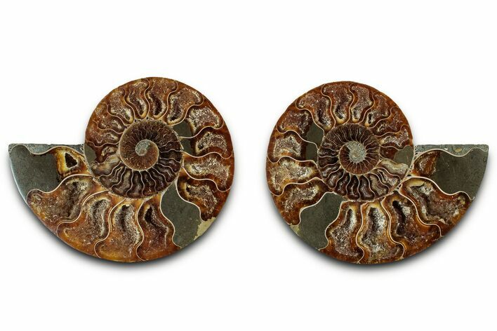 Cut & Polished, Agatized Ammonite Fossil - Madagascar #318111